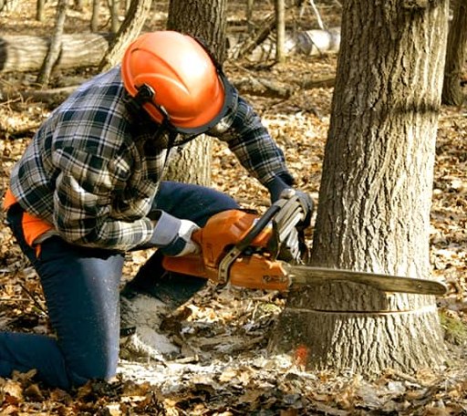 Tree Removal in Blue Lake, CA